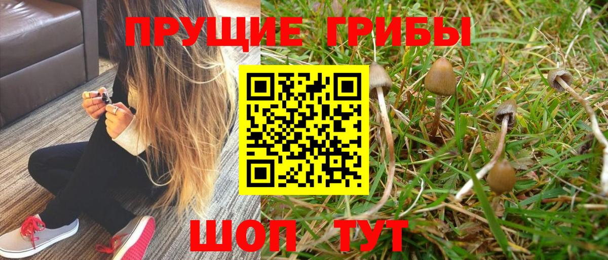 Нальчик  Псилоцибиновые грибы Psilocybine cubensis  Вход с VPN 